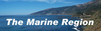 The Marine Region
