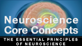 Neuroscience Core Concepts logo