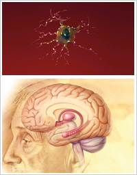illustration of neuron and brain