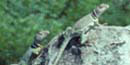 Collared lizards at Tallgrass Prairie National Preserve