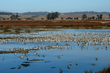 Birds at Elkhorn Slough