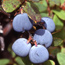 Image of blueberries ready to pick