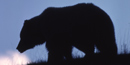 Image of grizzly bear silhouetted against sky