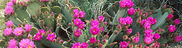 beavertail cactus