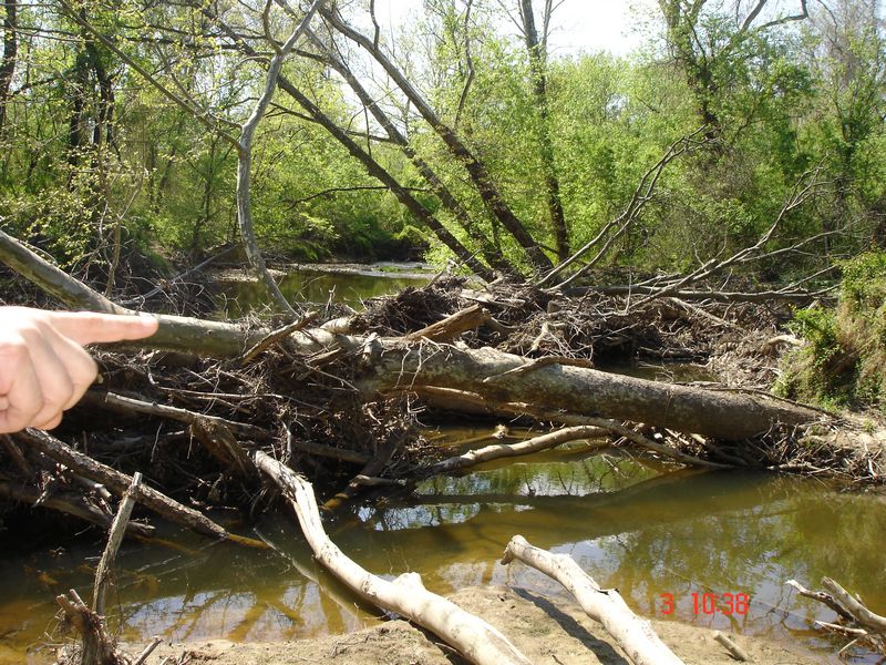 Location 16 - Beaver dam across Little Elk Creek at confluence with Dogwood Run