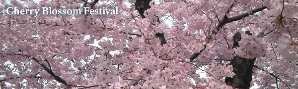 Cherry Blossom Festival