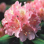 Rhododendrons bloom in summer throughout the park.