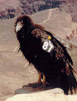 California Condor chick #87 on S Rim of Grand Canyon NP.