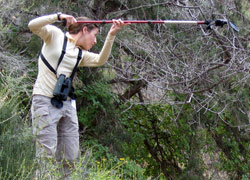 Mirroring a gnatcatcher nest.