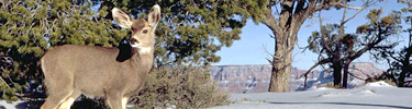 mule deer in snow - South Rim Grand Canyon