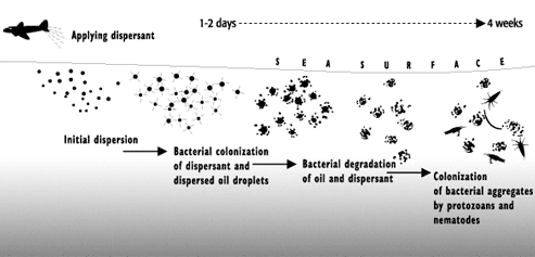 Diagram showing dispersant applied to a spill, initial dispersion, bacterial colonization of dispersed oil droplets, bacterial degradation, and colonization of bacterial aggregates by protozoans and nematodes