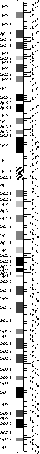 Chromosome 2