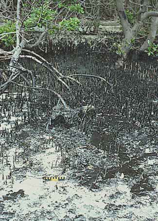 Oiled mangrove roots with scale