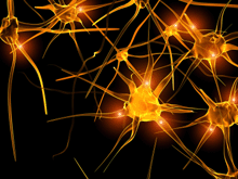 An illustration of neurons.