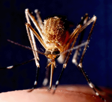 Mosquito feeding on finger. 