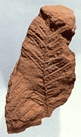 Fossil Fern from the Hermit Shale - GRCA