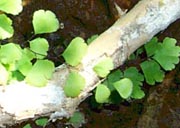 Maindenhair Fern - C. Munill NPS