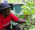 Woman tends a garden.