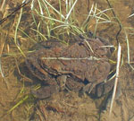 boreal toad (Bufo boreas)