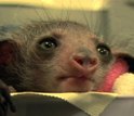 Dean Gibson and Anne Yoder talk about the rare baby aye-aye born at the Duke Lemur Center.