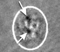 Computer graphic showing quantum vortices, which are responsible for stopping atomic motions.