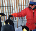 Photo of Jerry Kooyman feeding penguins