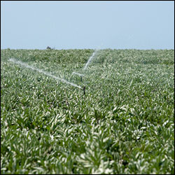 Photo: Watering crops