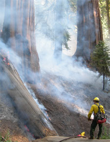 Firefighters working on prescribed fire in sequoia grove.