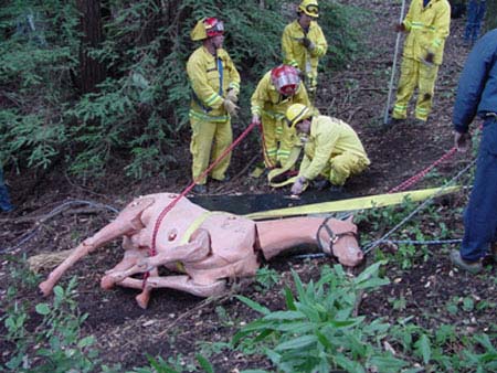 Photo of a horse rescue.