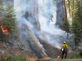 Prescribed Fire in Giant Forest