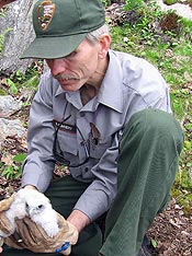 Park employee holds peregrine falcon chick while it is being banded.