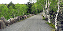 The wide carriage road is lined by the spring foliage of birch trees.