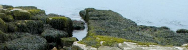 Algae on rocks near shoreline