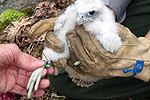 Young peregrine falcon being banded.