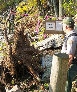 Park employee looks at tree stump and