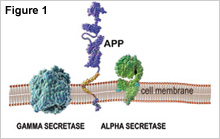 Figure 1, showing amyloid precursor protein becoming embedded in the cell membrane, with gamma-secretase and alpha-secretase shown