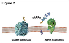 Figure 2, showing alpha-secretase cleaving the amyloid precursor protein molecule, releasing from the neuron a fragment called sAPPα