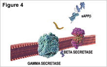 Figure 4, showing the beta-amyloid peptide being released into the space outside the neuron