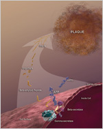 illustration of the process of plaque formation