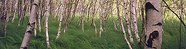 Birch Trees