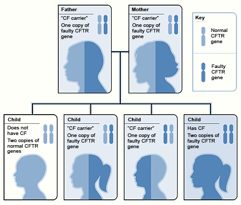 Illustration showing how CFTR genes are inherited.