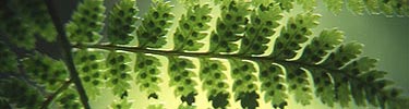 Close-up view of fern leaf.