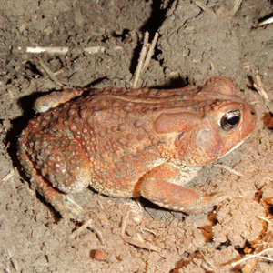 Image of American toad (Bufo americanus)