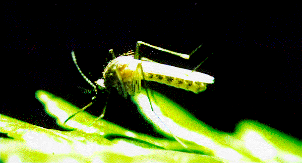 Culex mosquito / Photo by Jack Jeffrey