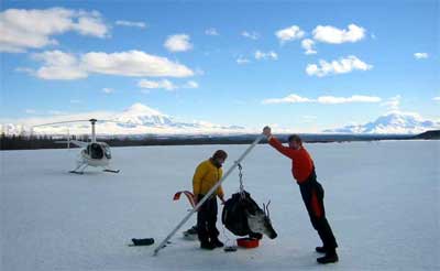 weighing a caribou