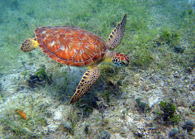 Green turtle gliding