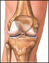 Medilcal Illustration: Knee joint