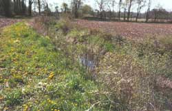 Figure 1. Access path/ditch leading to woodlot.