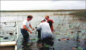 photograph of scientists in standing water, taking a core sample