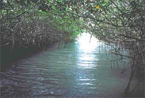 photograph of water and mangroves